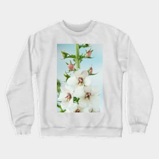 Verbascum blattaria  'White Blush'  Mullein Crewneck Sweatshirt